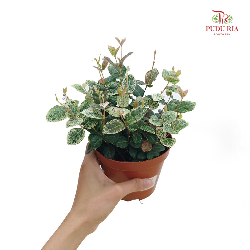 Trachelospermum Asiaticum Tricolor 花叶络石