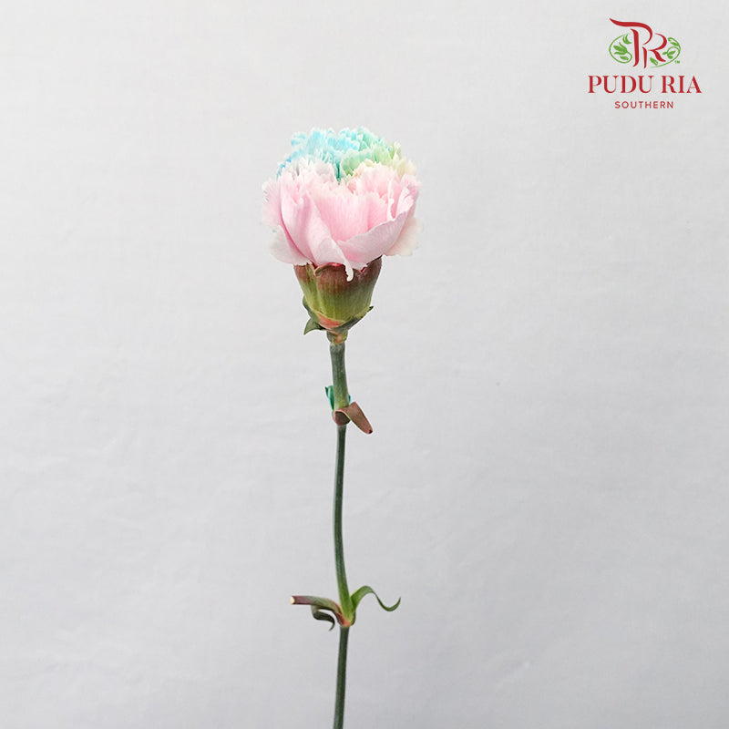 Carnation Dyed Rainbow  (8-10 Stems) - Pudu Ria Florist Southern