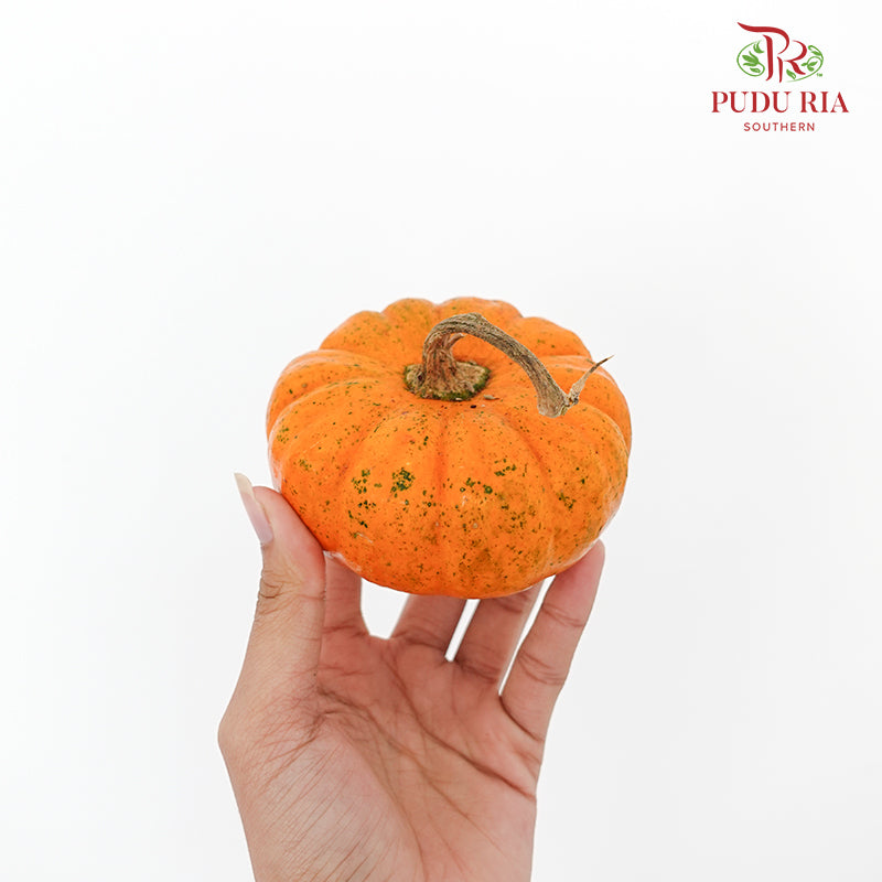 Pumpkin 观赏南瓜 - (Per Piece)