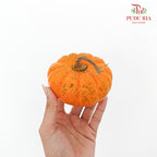 Pumpkin 观赏南瓜 - (Per Piece)