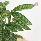 Calathea Vittata