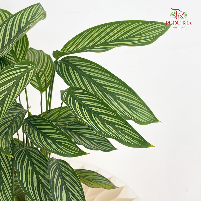 Calathea Vittata