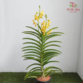 Mokara Orchid Pot - Yellow - Pudu Ria Florist Southern