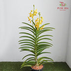 Mokara Orchid Pot - Yellow - Pudu Ria Florist Southern