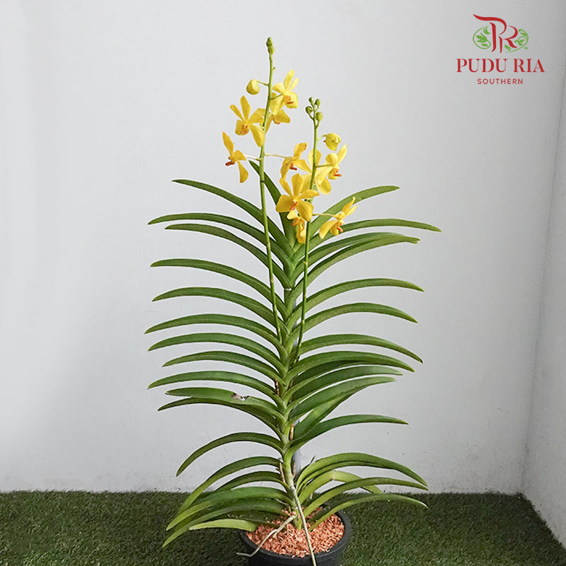 Mokara Orchid Pot - Yellow - Pudu Ria Florist Southern