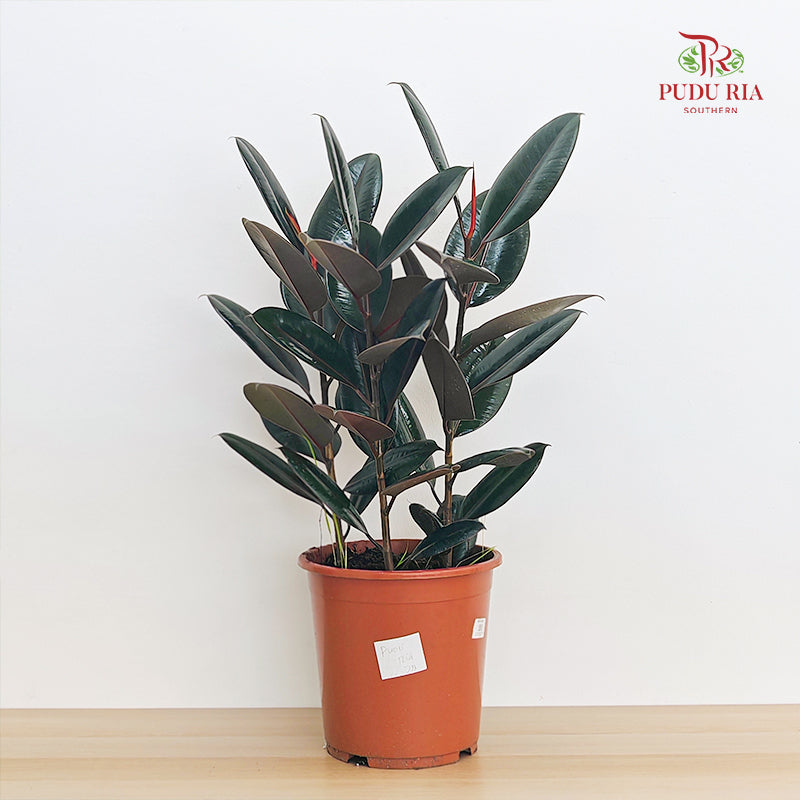 Ficus Burgundy (Elastica) P270