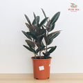 Ficus Burgundy (Elastica) P270