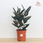 Ficus Burgundy (Elastica) P270