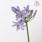 JH Blue Lily (Agapanthus) - Pudu Ria Florist Southern