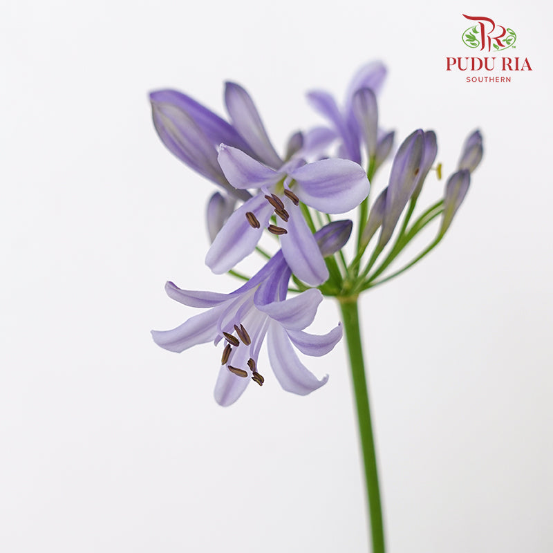 JH Blue Lily (Agapanthus) - Pudu Ria Florist Southern