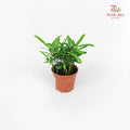 Podocarpus Seedlings