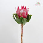 Protea Full Moon Red 满月帝王花 - (2 Stems)