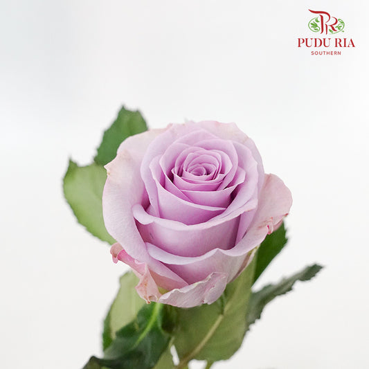 Rose Ocean Song (8-10 Stems) - Pudu Ria Florist Southern