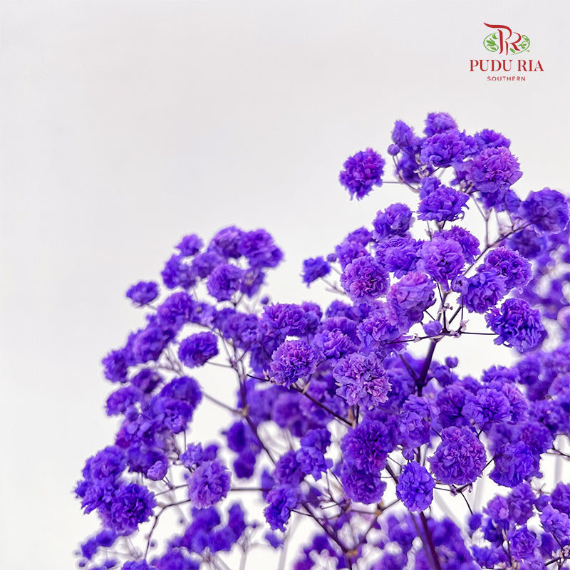 Preservative Baby Breath - Dark Purple