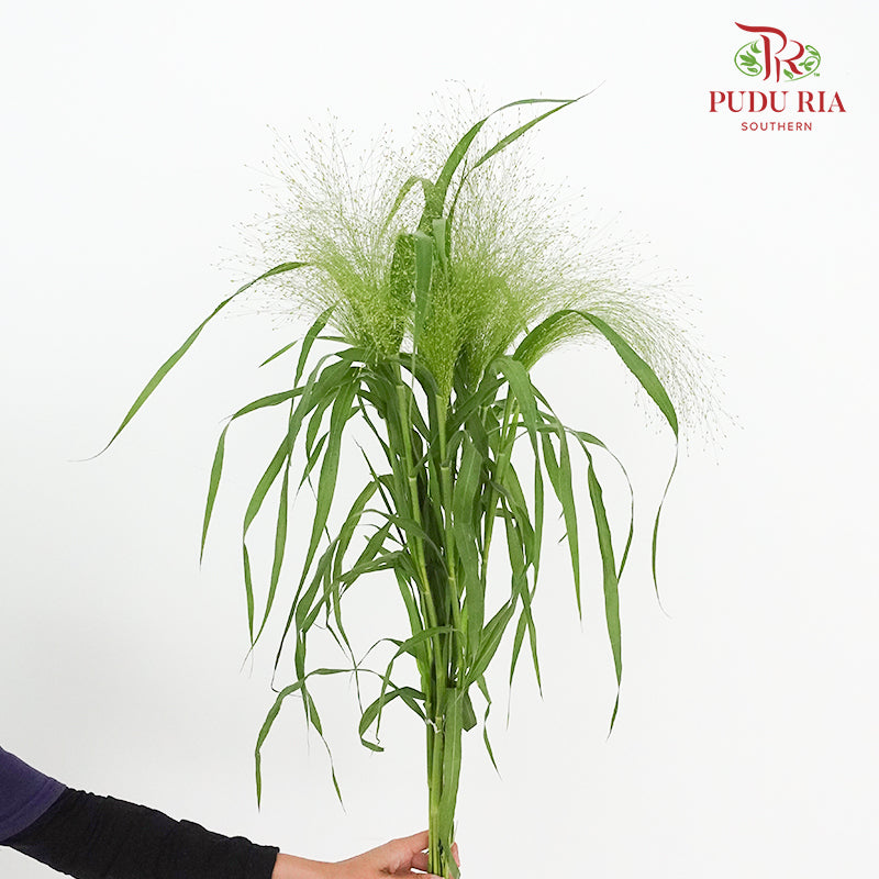 Panicum - Per Pack - Pudu Ria Florist Southern