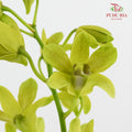 Dendrobium Orchid Green (M) - (5 Stems)