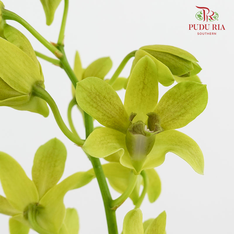 Dendrobium Orchid Green (M) - (5 Stems)