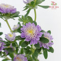 Sakura Daisy - Pudu Ria Florist Southern
