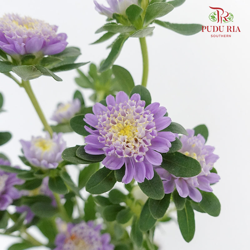 Sakura Daisy - Pudu Ria Florist Southern