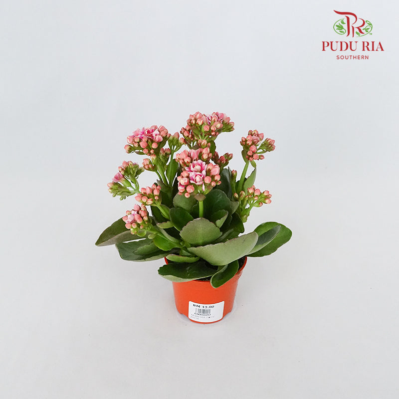 Kalanchoe 万紫千红 - Pink / White (S) - Pudu Ria Florist Southern
