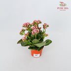 Kalanchoe 万紫千红 - Pink / White (S) - Pudu Ria Florist Southern