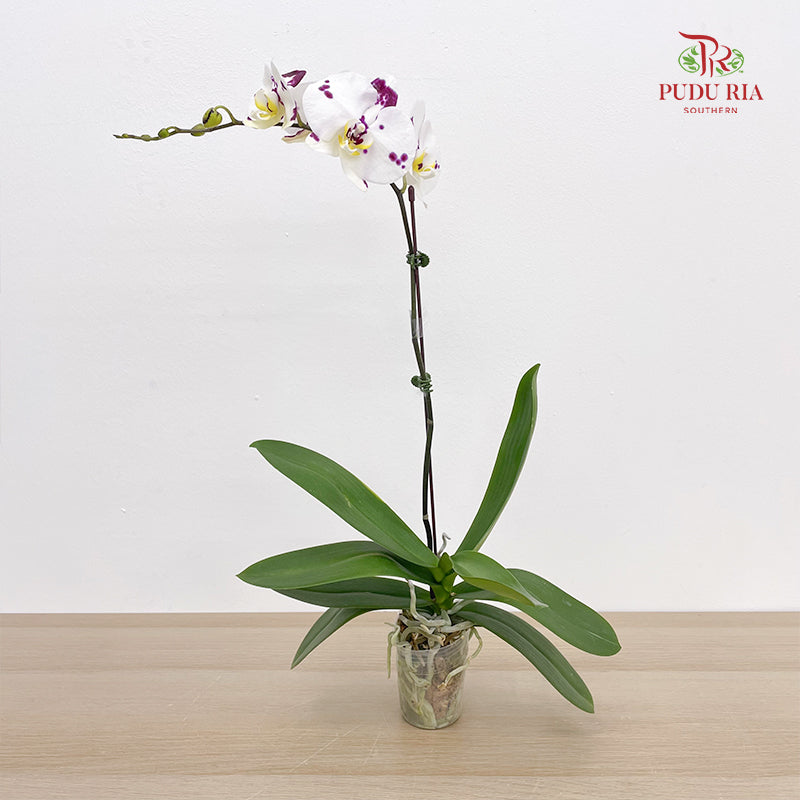 Phalaenopsis Orchid White Dot Purple Big Single Stem