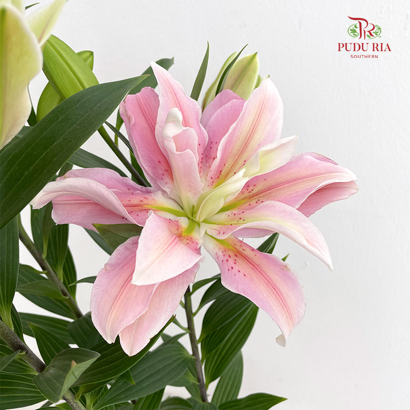 Lily Plant 百合花