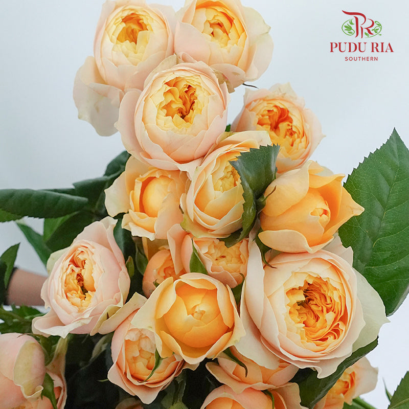 Rose Spray Butterfly low (8-10 Stems) - Pudu Ria Florist Southern