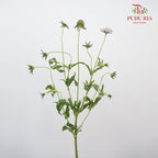 Scabiosa Colour Brown (Per Bundle) - Pudu Ria Florist Southern