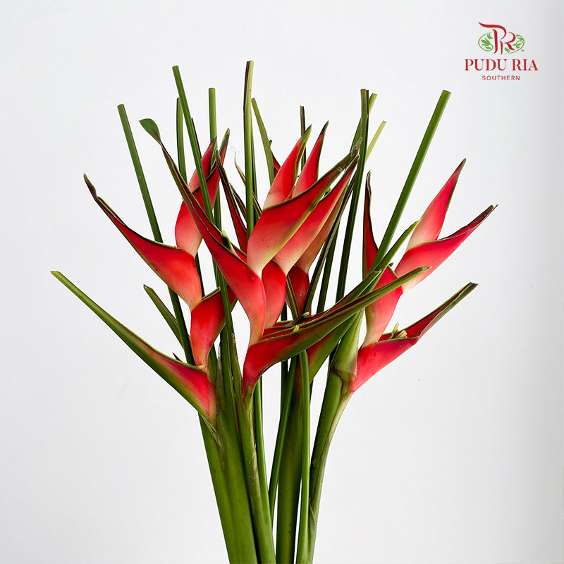 Heliconia / Mini Crab Claw Red 蝎尾蕉 - (5 Stems)