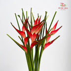 Heliconia / Mini Crab Claw Red 蝎尾蕉 - (5 Stems)