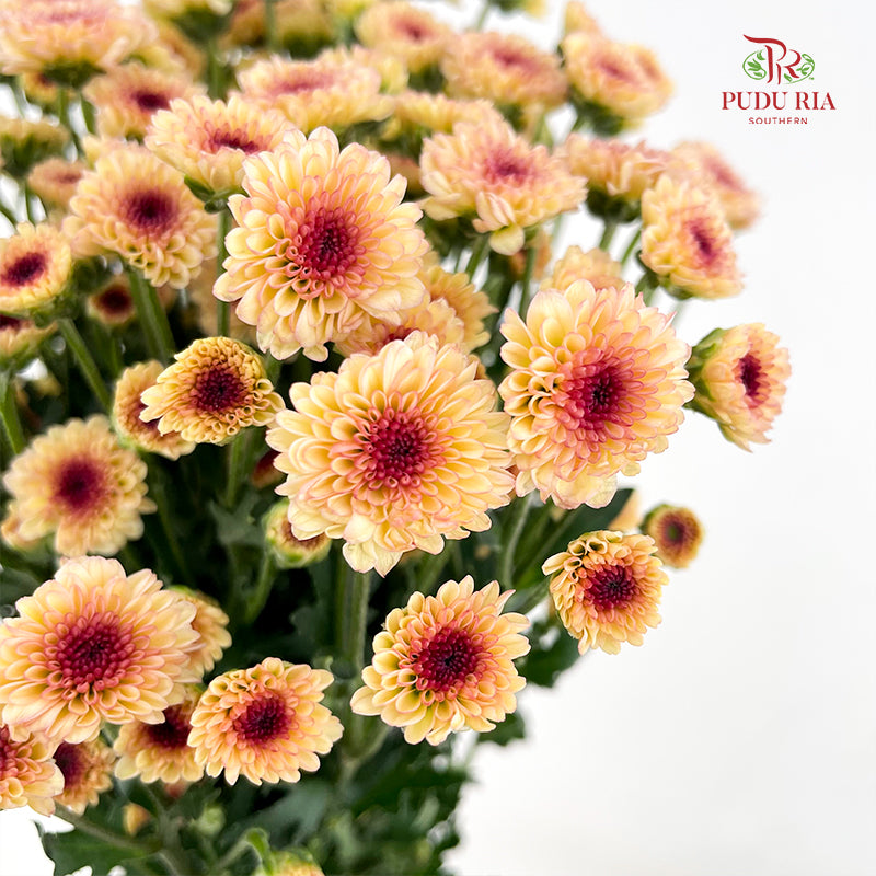 Chrysanthemum Santini / Calimero Mini Button Light Orange