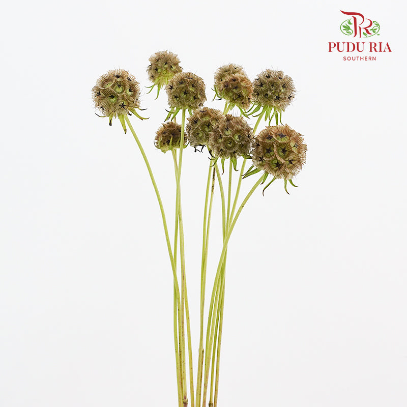 Scabiosa Brown 风车果 - (10 Stems)