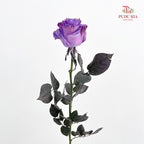 Rose Mondial Dyed Dewberry Metallic - (8-10 Stems)