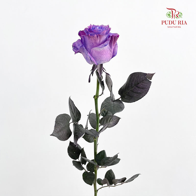 Rose Mondial Dyed Dewberry Metallic - (8-10 Stems)