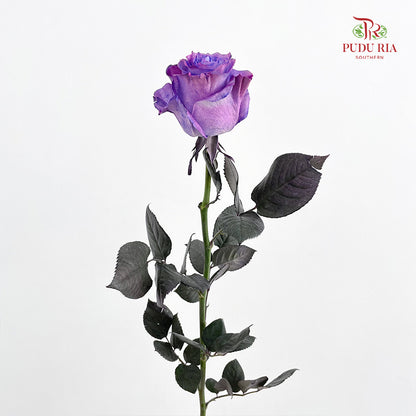 Rose Mondial Dyed Dewberry Metallic - (8-10 Stems)