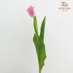 Tulip Liberstar Pink 皇冠郁金香 - (8-10 Stems)