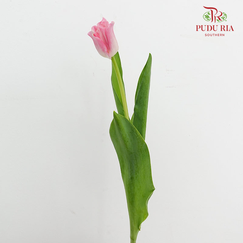 Tulip Liberstar Pink 皇冠郁金香 - (8-10 Stems)