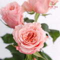 Rose Peachy Pink (8-10 Stems) - Pudu Ria Florist Southern