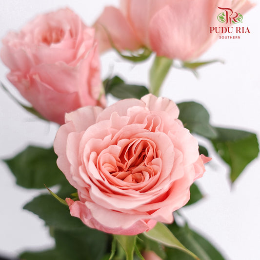 Rose Peachy Pink (8-10 Stems) - Pudu Ria Florist Southern