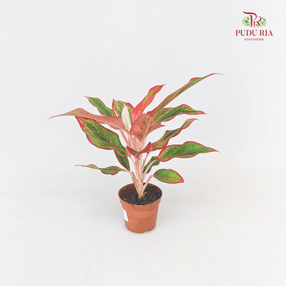 Aglaonema Siam Aurora