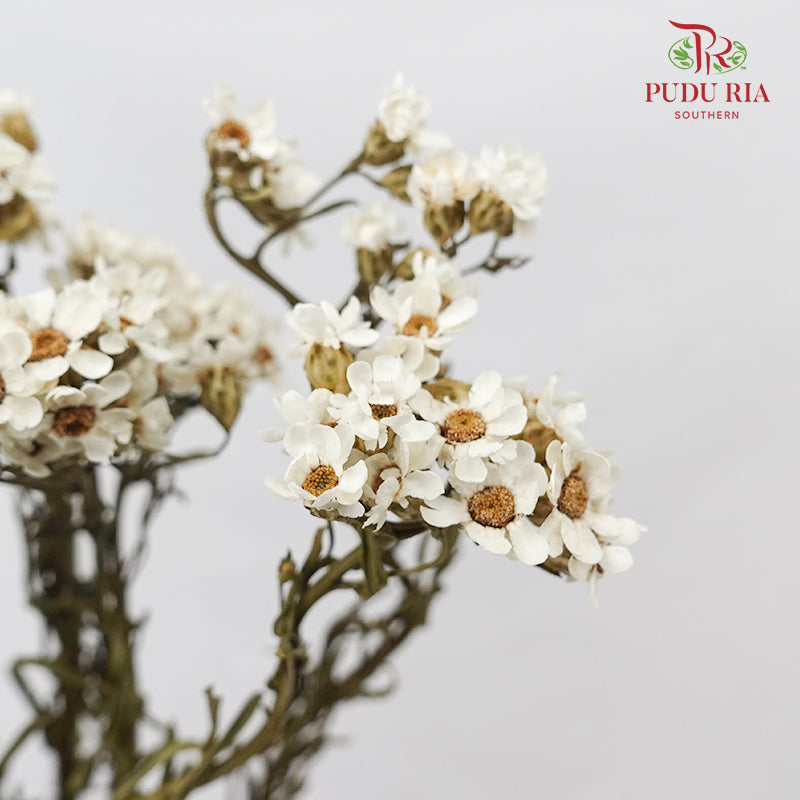 Dry Wax Flower / Ixodia