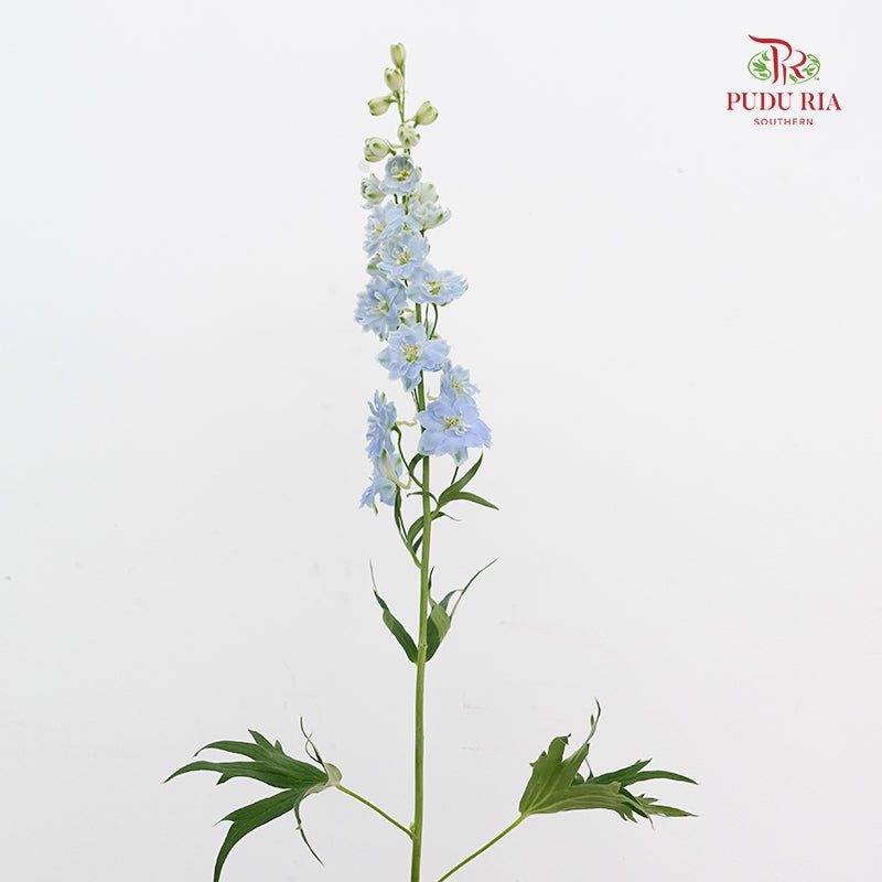 Delphinium Short Blue - (5 Stems)