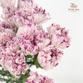 Carnation 变异尤香康乃馨 - (18-20 Stems)