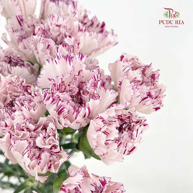 Carnation 变异尤香康乃馨 - (18-20 Stems)