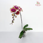 Phalaenopsis Orchid Purple Spot Yellow Big Single Stem #1