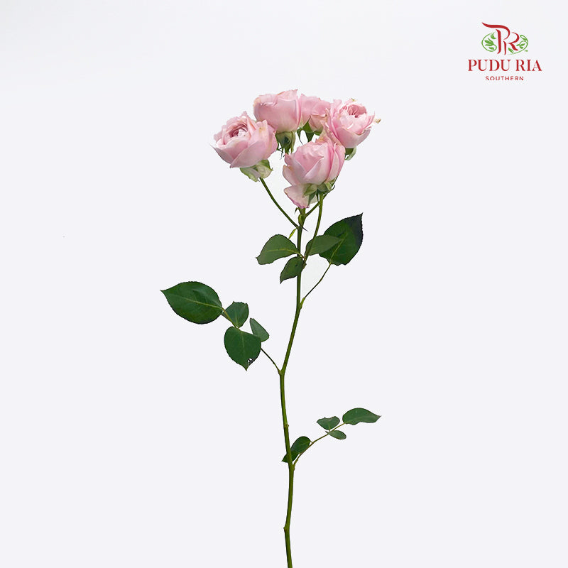 Rose Spray Princess Fairy Kiss Pink - (10-12 Stems)