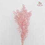Dry Ruscus Dyed - Pink
