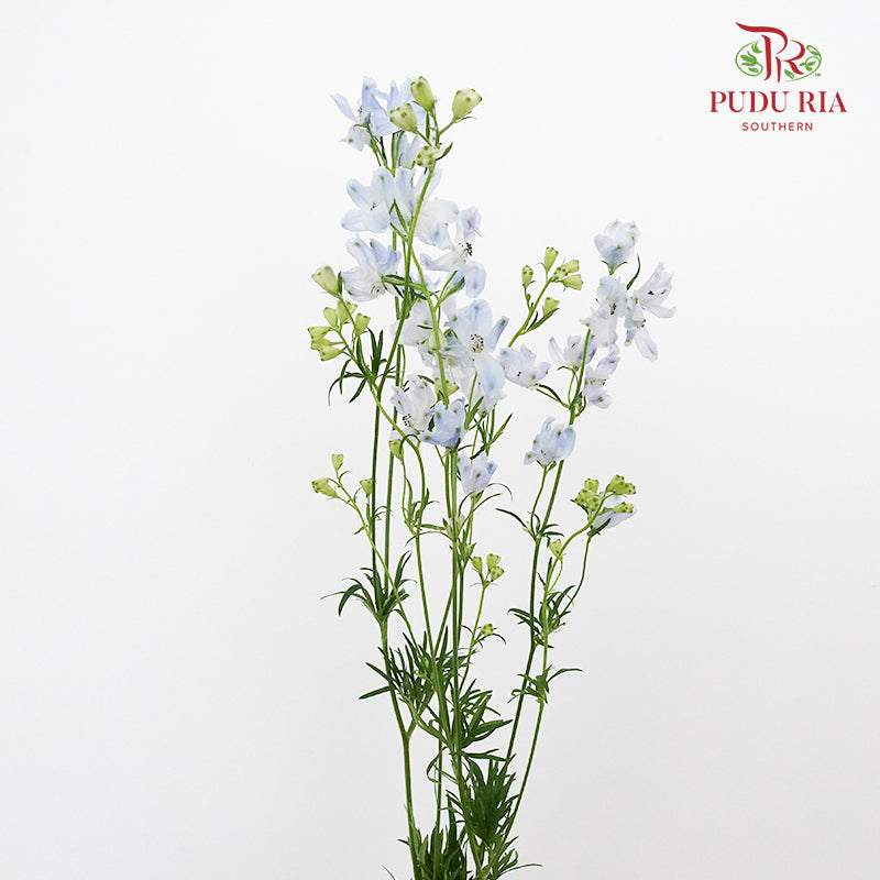 Delphinium Grandiflorum Light Blue - Pudu Ria Florist Southern