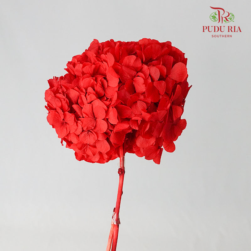 Preservative Hydrangea - Red / Per Stem - Pudu Ria Florist Southern